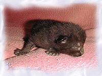 eine Woche altes Katzenbaby