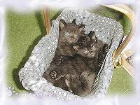 4 mal Katze im Körchen = Gewusel