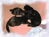 Die beiden Riesenbabys k&ouml;nnen das S&auml;ugen nicht lassen.