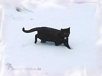 A B C Jerry l&auml;uft durch den Schnee.