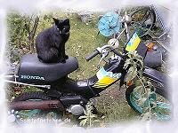 Jerry macht eine Spritztour. Nur der Helm fehlt noch.
