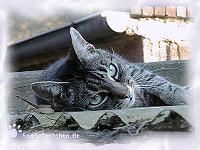 Trienchen genie&szlig;t die Ruhe auf dem Carport.