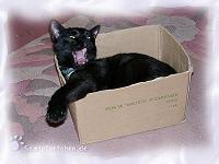 Jerry im Karton