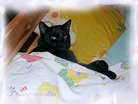 Jerry in Menschenmamis Bett.