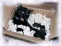 richtig verpackt (3)