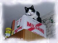 Murry - dem seine 17 Jahre nur schwer zu glauben sind.