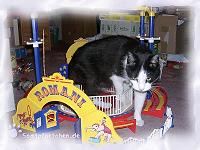 Raubtiernummer im Zirkus - Achtung der Stubentiger bricht aus!