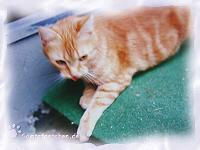 unsere Kitty