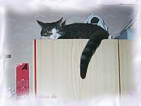 hoch oben auf dem Schrank