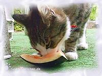 Geh&ouml;rt Melone zur Katzenspeiseplatte?