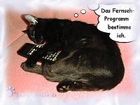 Lucy, die Fernseh Katze