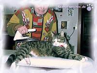 Kater b&uuml;geln (nat&uuml;rlich ausgeschaltet)
