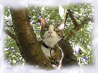hochoben im Kirschbaum
