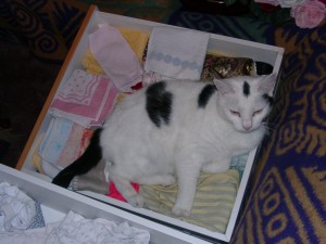 Hier gehören ganz dringend noch ein paar Katzenhaare dazu.