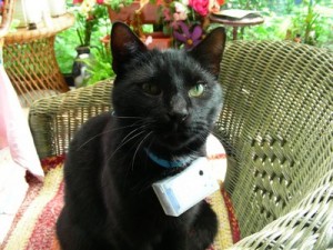 Jerry mit seiner neuen CatCam
