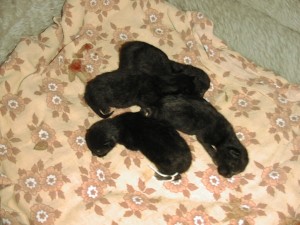 Babys010