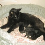 Babys011