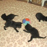 Babys040