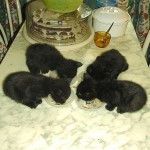 Babys064