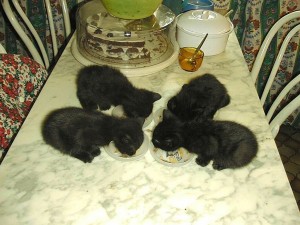 Babys064